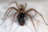 La Pisaure admirable. Un mle en chasse (Araneae - Pisauridae - Pisaura mirabilis)